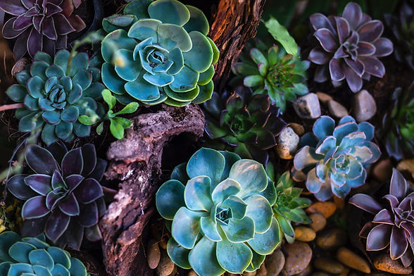 Green and Purple Succulents