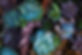 Green and Purple Succulents