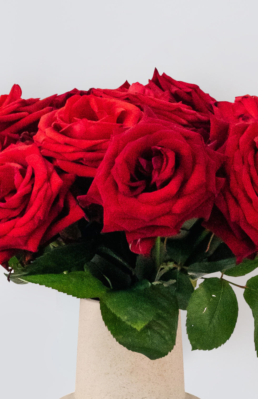 Red Roses
