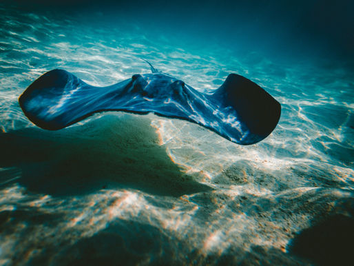 Stingray Mysteriously Pregnant
