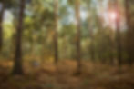 Forest in Surrey, England