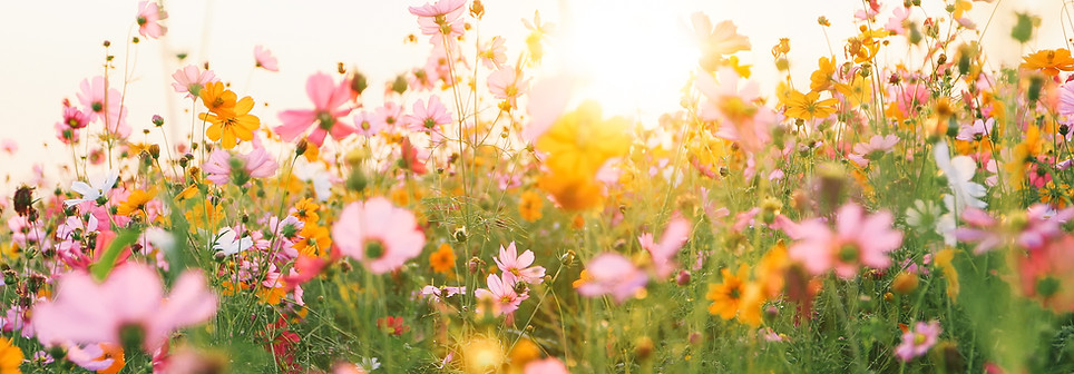 Colorful Flower Field