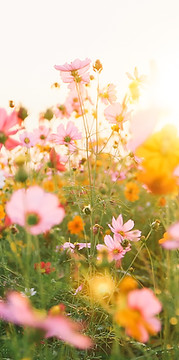 Colorful Flower Field