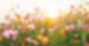 Colorful Flower Field