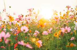 Buntes Blumenfeld