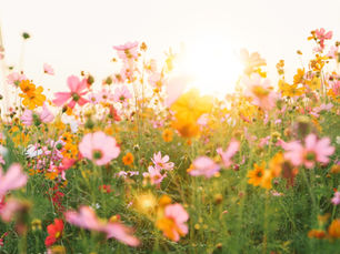 Bunte sommerliche Wiese