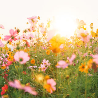 A Season of Obstacles; Reclaiming the Feminine Genius 