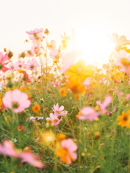 Colorful Flower Field
