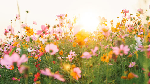 A vibrant field of colourful wildflowers basks in the gentle glow of the setting sun, creating a serene and picturesque landscape.
