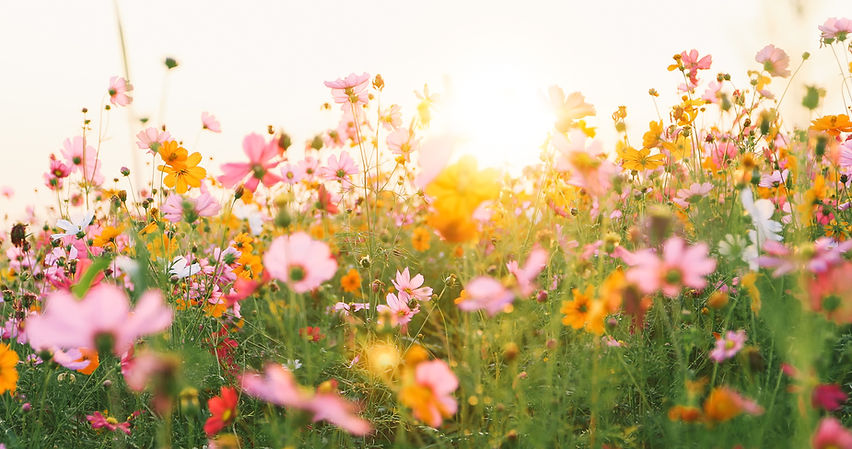 Colorful Flower Field