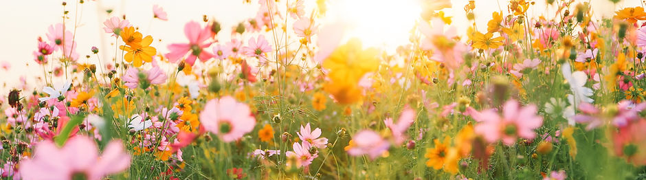 Colorful Flower Field