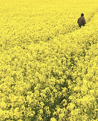 Fields of Gold