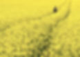 Fields of Gold