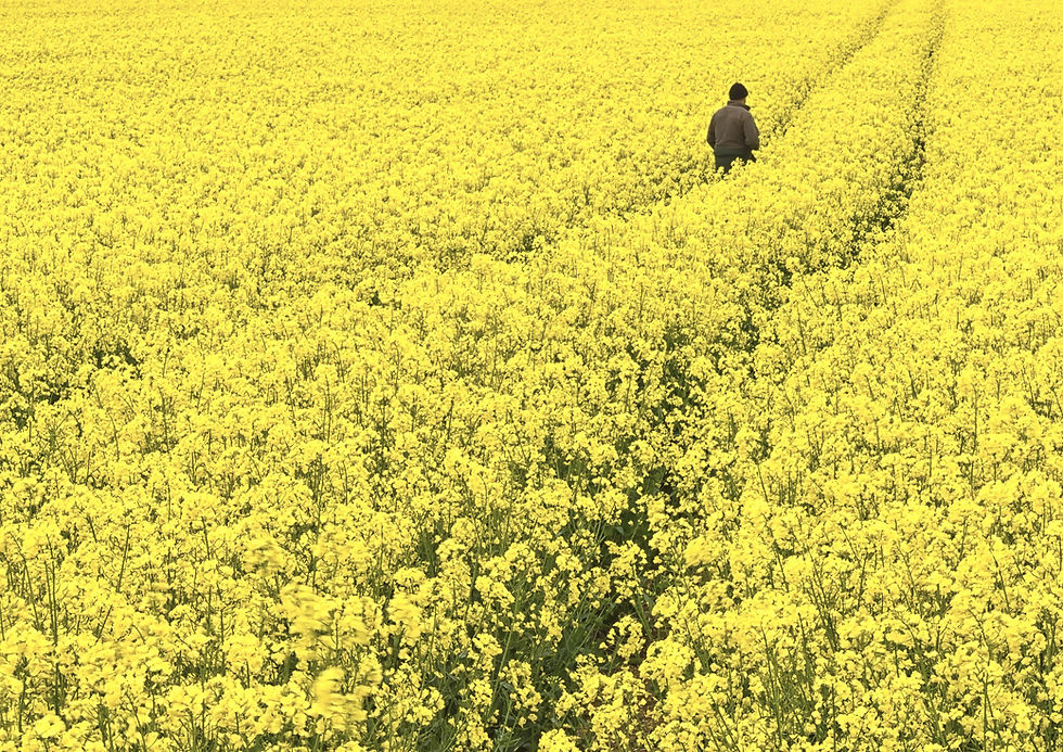 Field With Walker