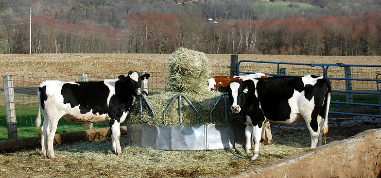 Cows at round bale feeder