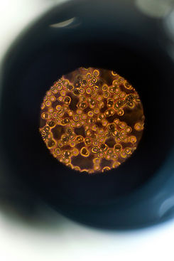 Visão Microscópica