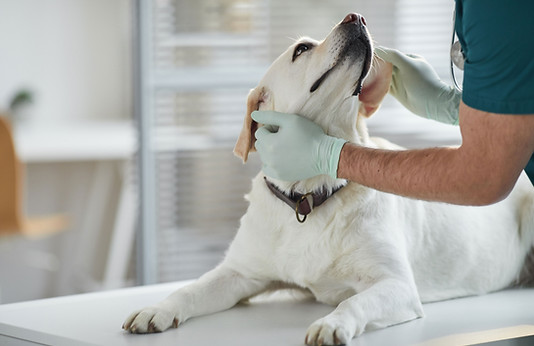 Veterinarian Examining Dog