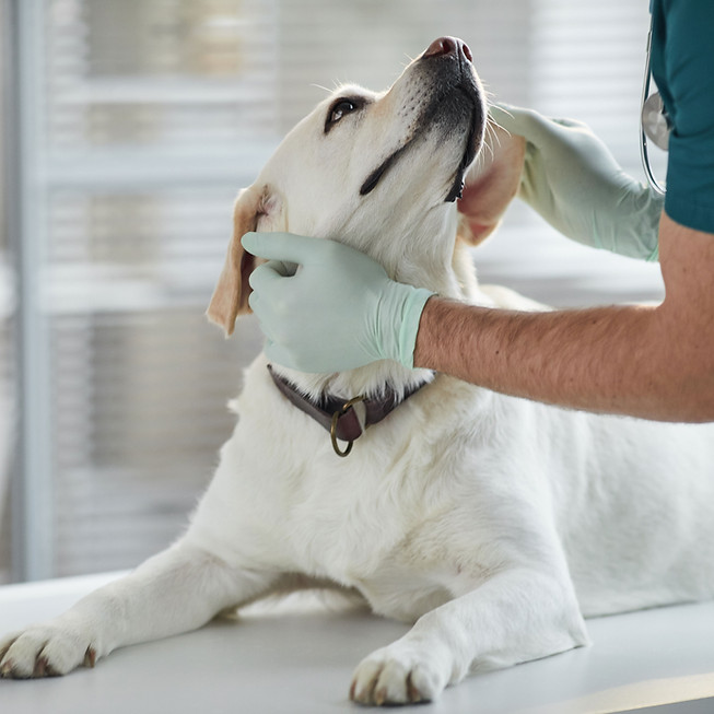 Veterinarian Examining Dog