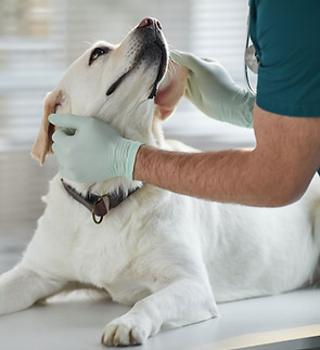 Veterinarian Examining Dog