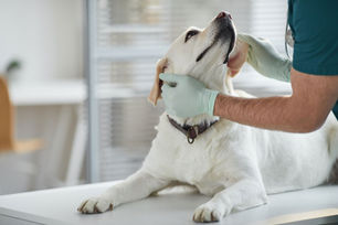 Kariéra: VETERINÁRNÍ ASISTENT / VETERINÁRNÍ TECHNIK