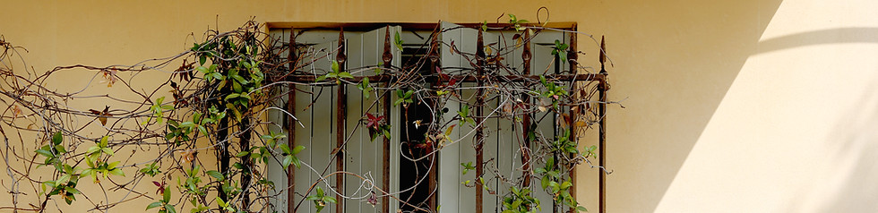 Window With Vines