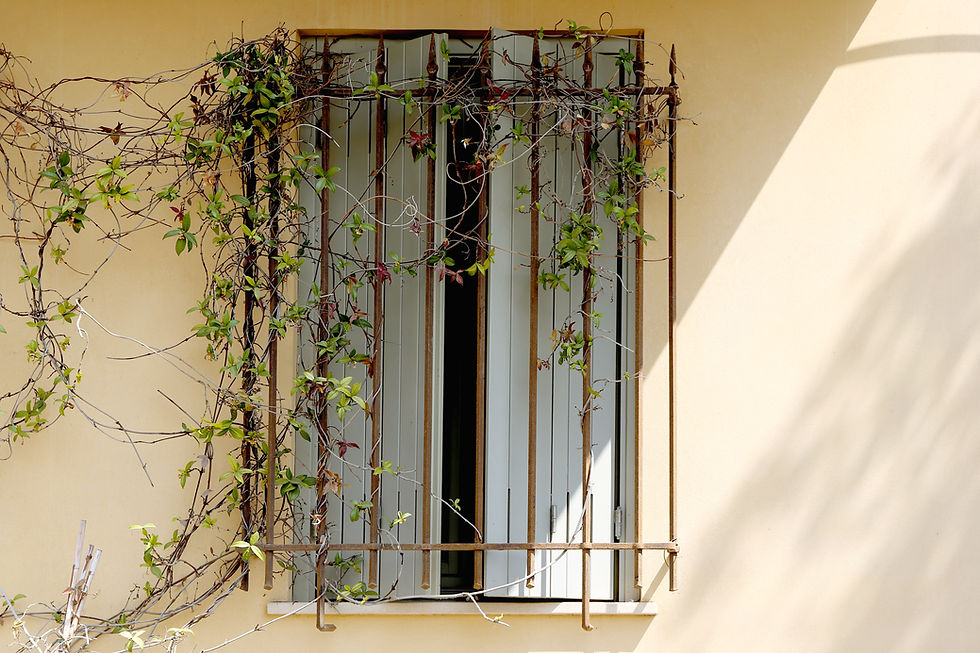 Fenêtre avec vigne