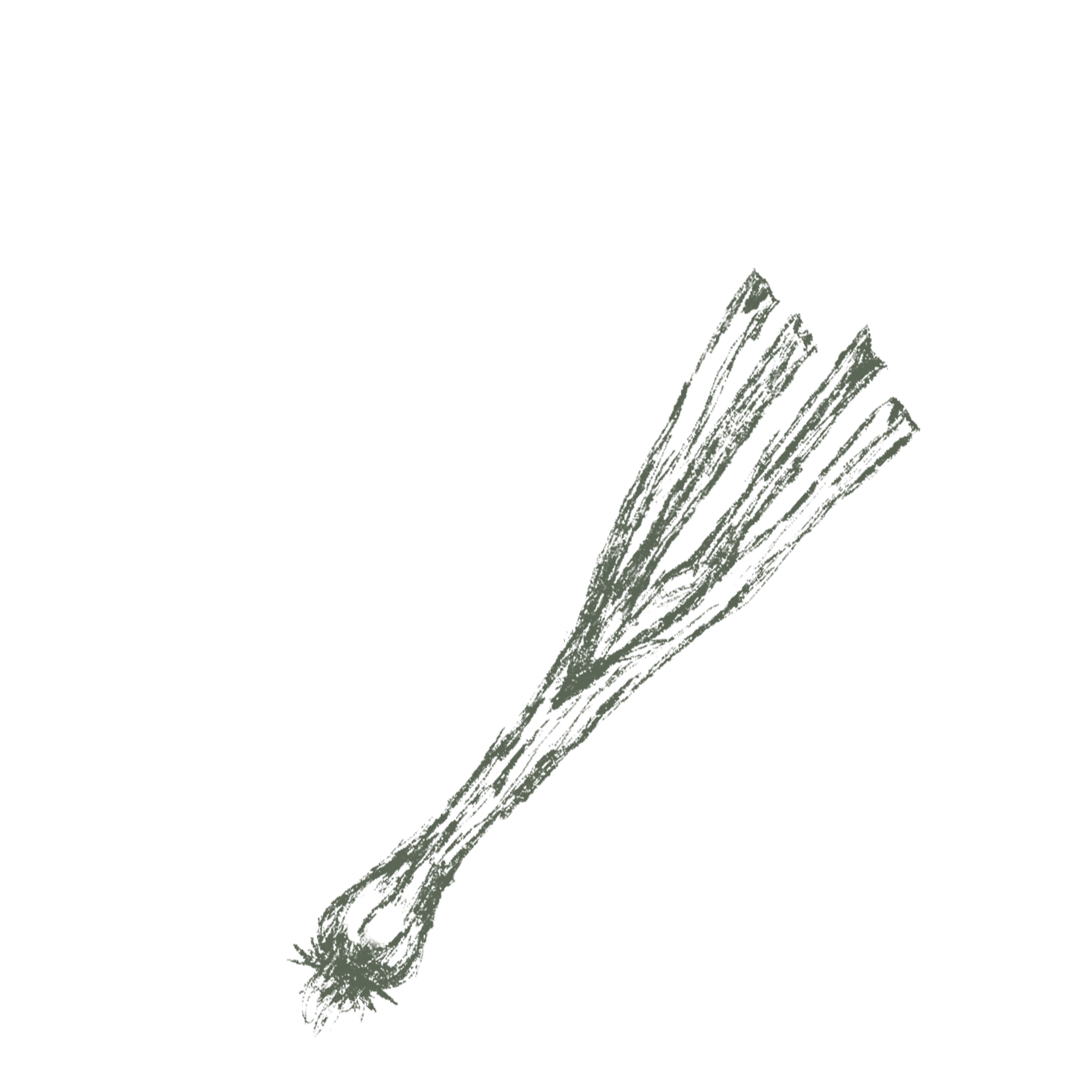 Spring Onion