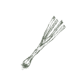 Spring Onion