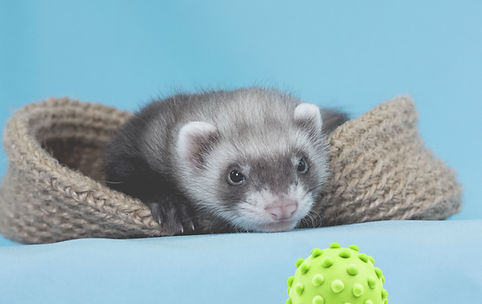 Furet de compagnie