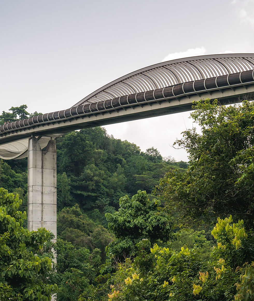 Modern Bridge Over Forest