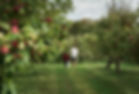Apple Orchard Stroll