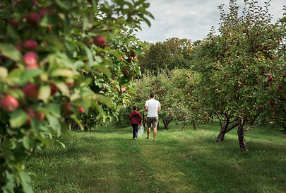 Huerto de manzanas