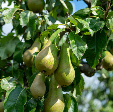 Some Interesting Fun Facts About Your Trees and Shrubs