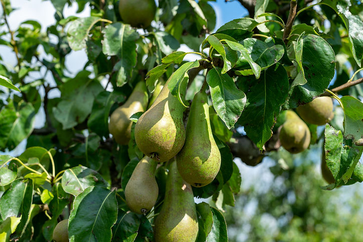 Pear Tree