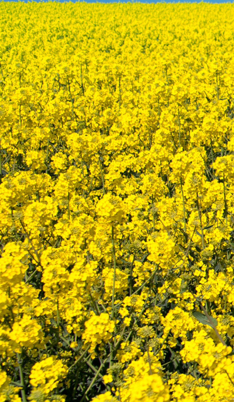 Yellow Flowers