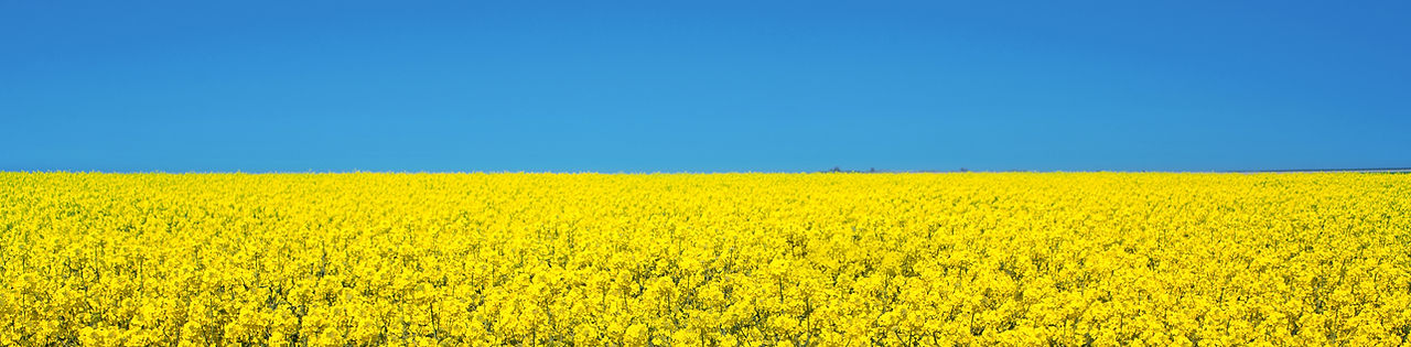 Yellow Flowers