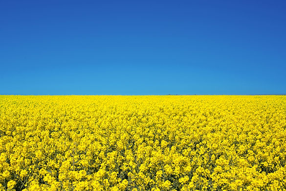 Champs de tournesol