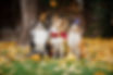Halloween Dogs