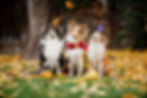 Patibus_Patibustr_köpekoteli
