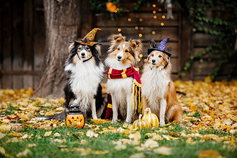 Dogs In Halloween Costumes