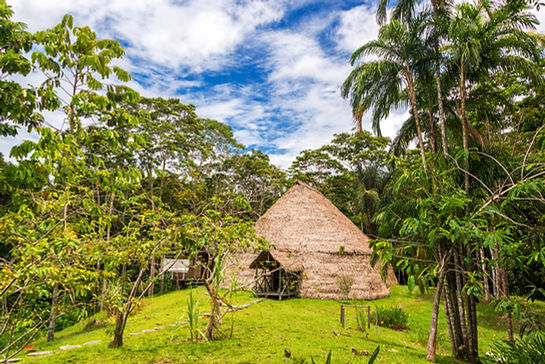 Jungle Hut