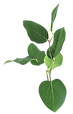 Hoja de planta que representa vida, conexión con lo esencial y procesos terapéuticos sostenibles