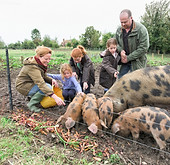 pigs