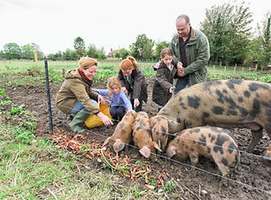 Family Feeding Pigs