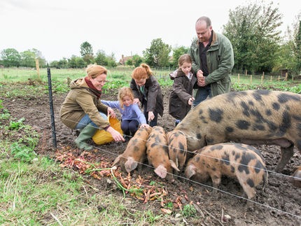 Family Feeding Pigs