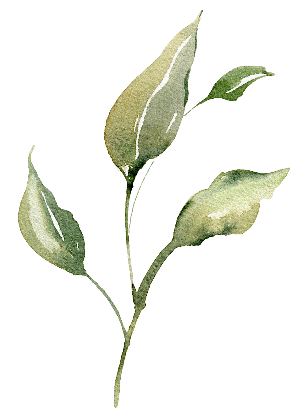 Watercolor Green Leaves