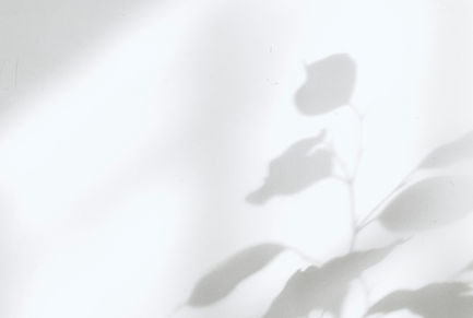 Silhouette de l'ombre d'une plante