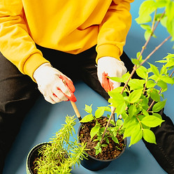 Green Thumb