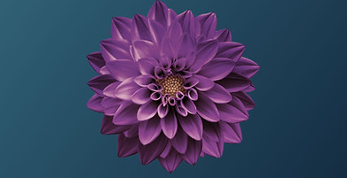Dahlia