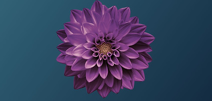 Dahlia